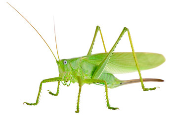 Locust
