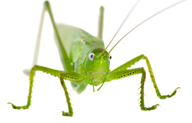Locust
