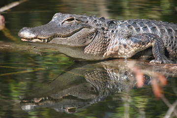 Alligator Mirror