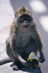 monkey eating a banana