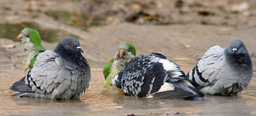 Palomas