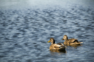 Ducks on a Pond