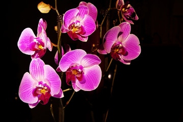 Orchid