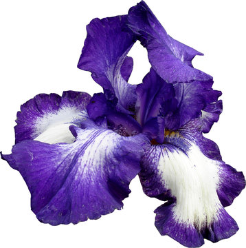couleur Iris