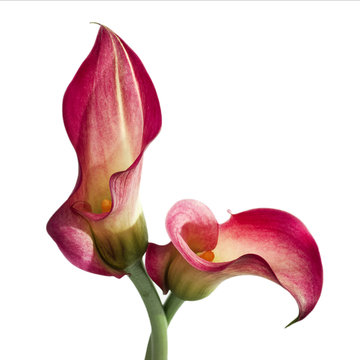 CALLA