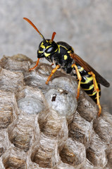paper wasp is guarding the nest