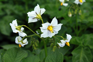 Blüte der Kartoffel