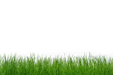 Fototapeta premium Gras 1