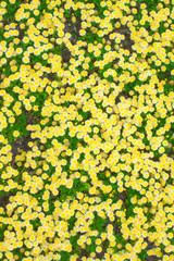 Blumenwiese