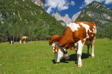 Fototapeta na wymiar Cows eating on alps grassland