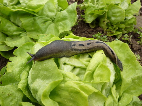 Tigerschnecke