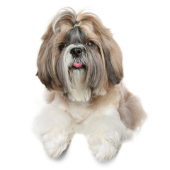 Shih tzu dog portrait on white