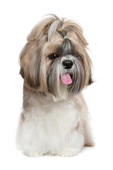 Shih tzu dog portrait on white