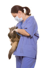 Veterinarian and cat