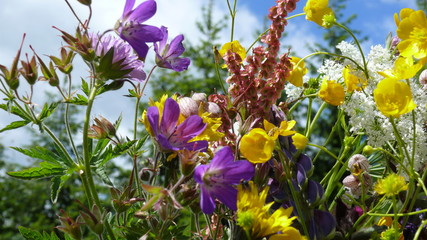 Wiesenblumen vor blauem Himmel