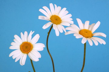 margeritten,blumenhintergrund