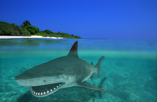 the shark 3