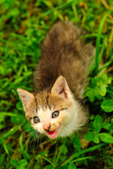 Naklejka na ściany i meble Kitten on green grass