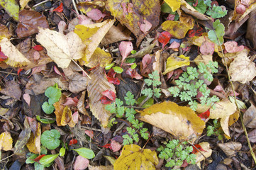 autumnal background