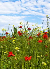 meadow with poppys, yellow flowers and blue sky