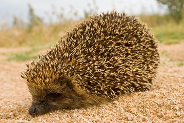 little hedgehog