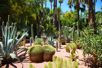Fototapeta premium tropical garden