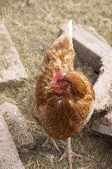 Chicken