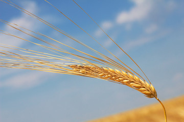 Ear of wheat