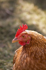 Brown Chicken