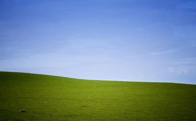 Fototapeta na wymiar Lush green field, blue sky horizon