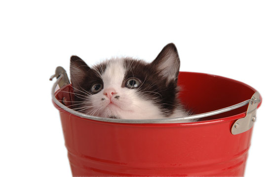 GATTINO NELS SECCHIO ORIZZONTALE