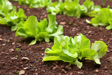 kopfsalat,gartenarbeit