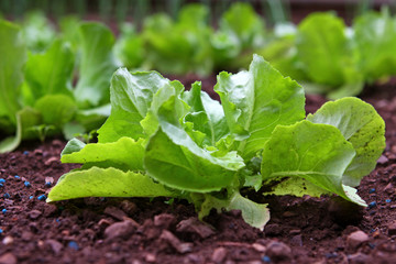 kopfsalat,garten