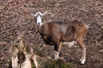 Fototapeta premium Mufflon (Schaf)