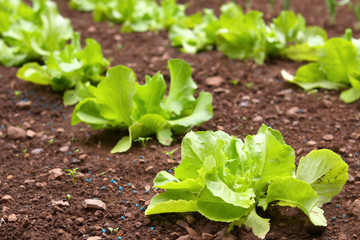 kopfsalat,gartenarbeit