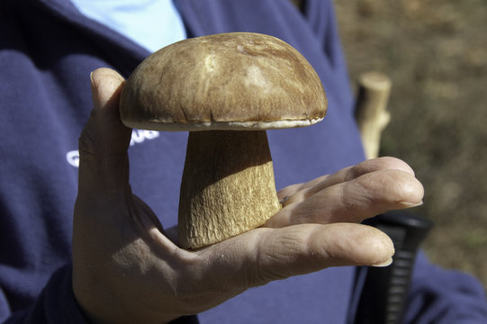 Boletus Aereus