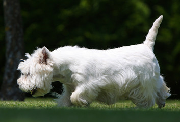 westie reniflant le sol