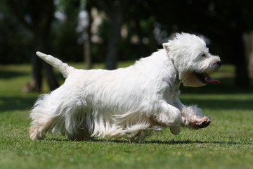 westie galopant de profil