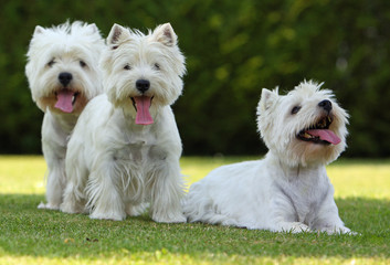 famille de west highland white terriers