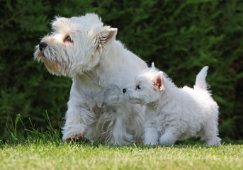 Naklejka na ściany i meble maman west highland white terrier szczeniak syn protégeant