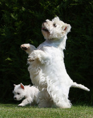 westie debout sur les pattes arrières