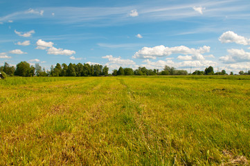 Fototapeta premium field