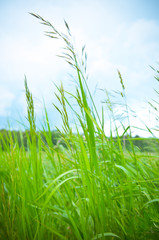 Fototapeta premium Grass against blue sky