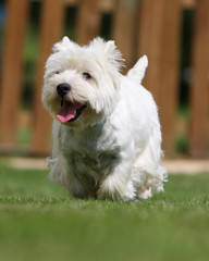 westie marchant de face