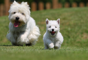 chiot westie courant avec sa maman