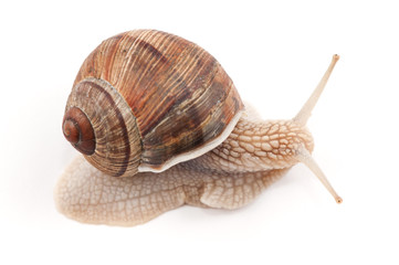 garden snail on a white background