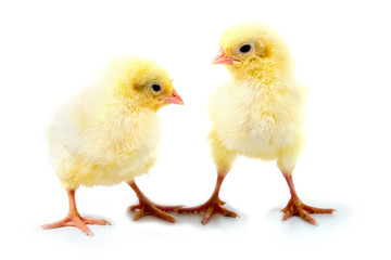 Yellow chickens