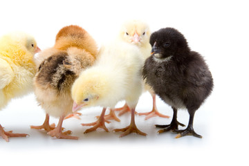 Five chicks