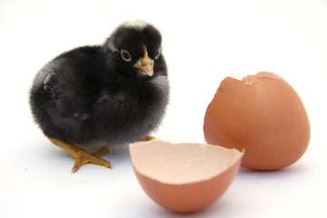 Scharzes Küken mit Ei sitzend