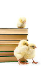 Chickens around books.